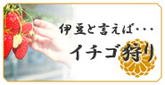 伊豆と言えばイチゴ狩り